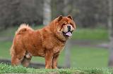 CHOW CHOW 769